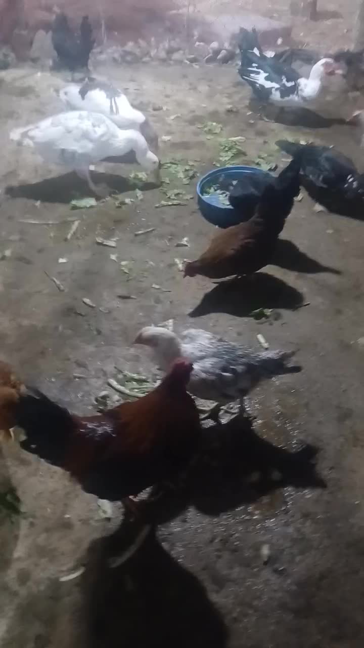 مرغ های تخم گزار کرچ شو محلی|حیوانات مزرعه|محمدشهر, ولدآباد|دیوار