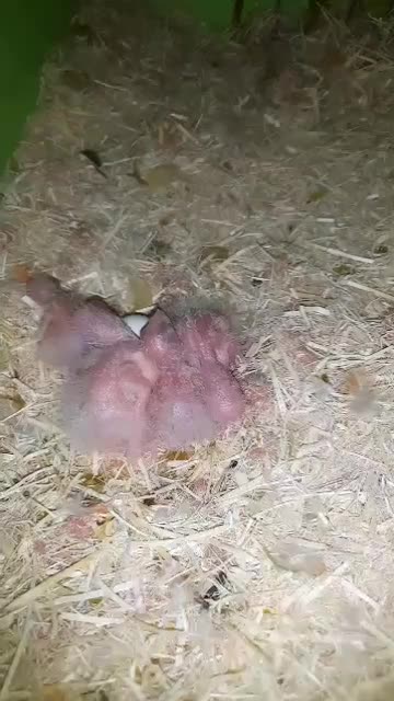 جوجه طوطی سرلاکی|پرنده|کرج, عظیمیه|دیوار