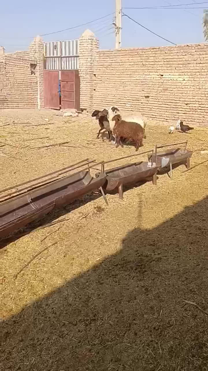 دو عدد میش 3بره ماده همشون جنس|حیوانات مزرعه|کاشان, مشکات|دیوار