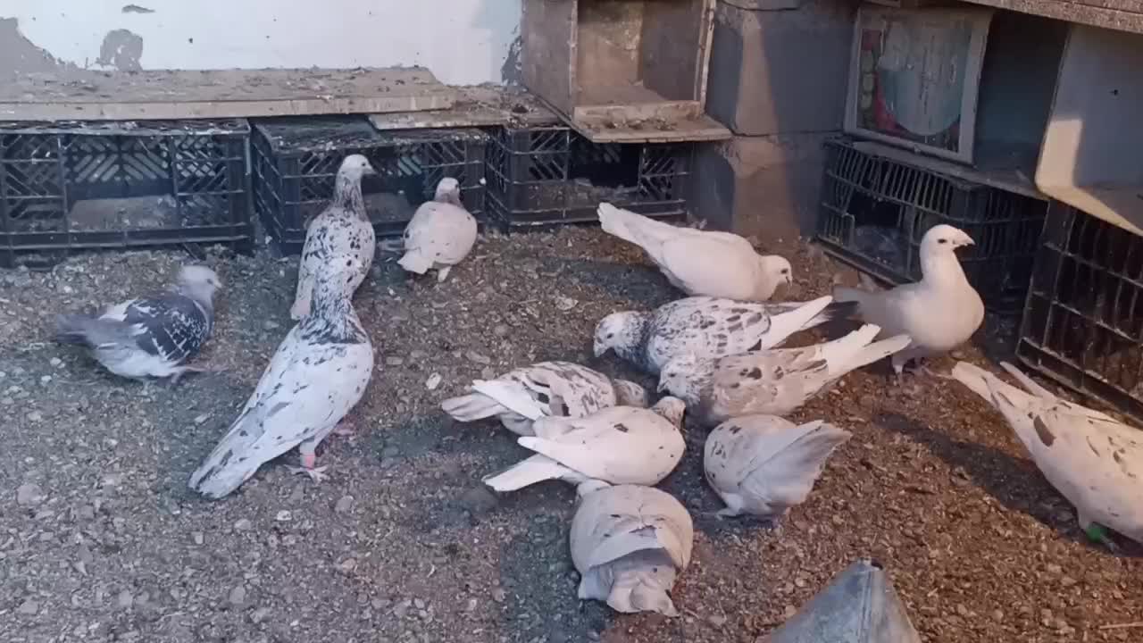 کبوتر هفرنگ|پرنده|کوهسرخ, |دیوار