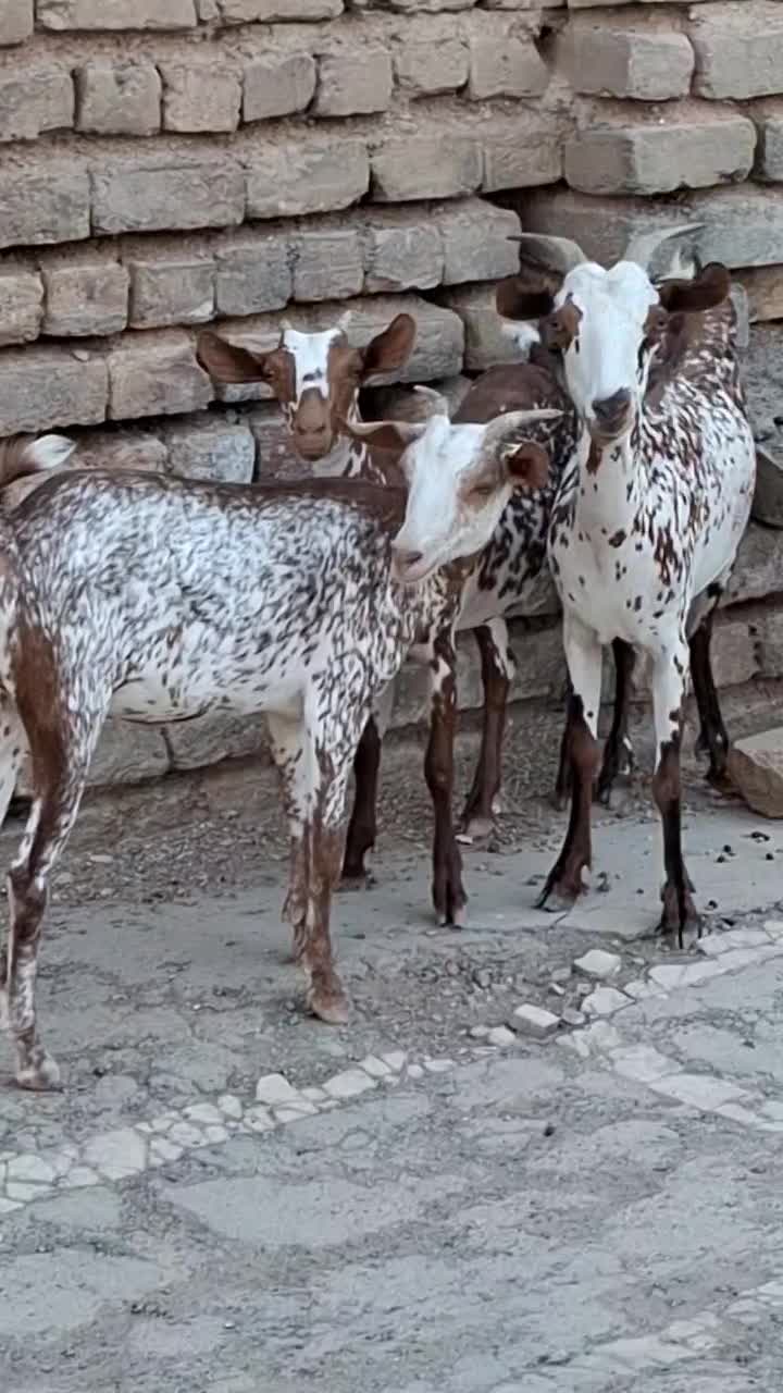 بز ثلاله|حیوانات مزرعه|قنوات, |دیوار