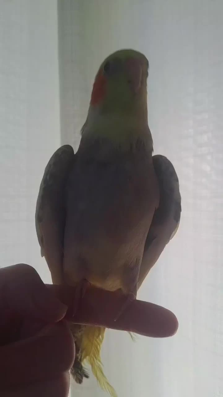 عروس هلندی ارام ودستی وسخنگو|پرنده|گالیکش, |دیوار