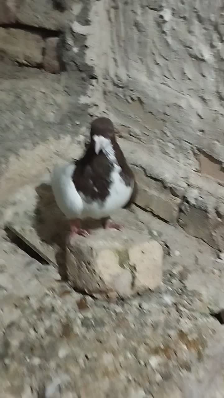 چپ سرخ نر‌ جوان پرگل سیاه|پرنده|اسفرورین, |دیوار