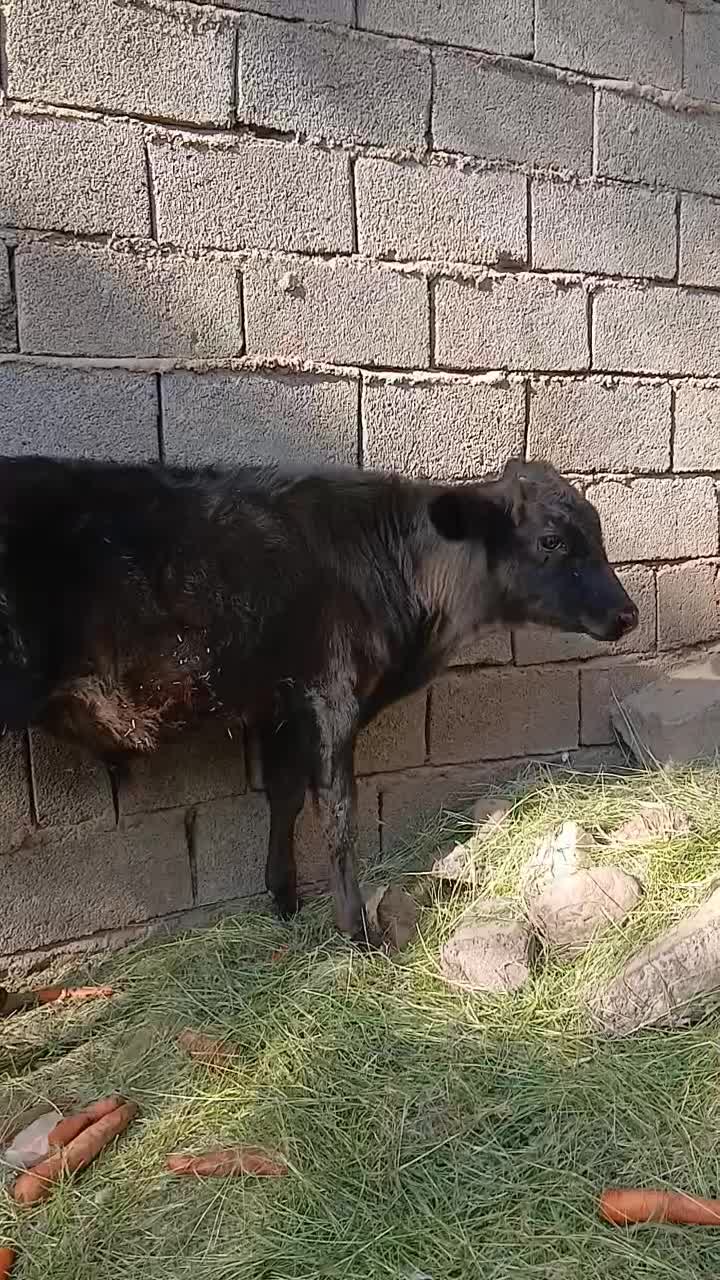 گوساله نر|حیوانات مزرعه|بم, |دیوار