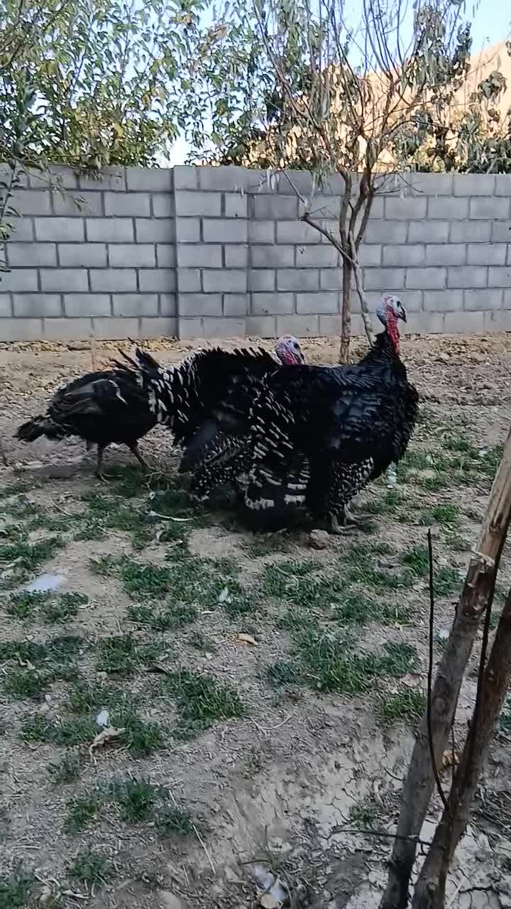 بوقلمون نرو ماده|حیوانات مزرعه|یزد, |دیوار