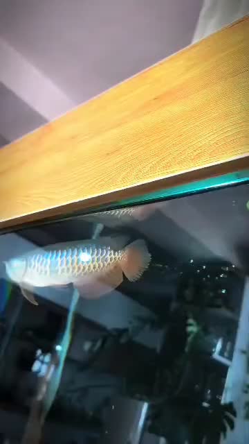 آروانا هایبک بلو بیس پریمیوم گرید AA++|ماهی|میانه, |دیوار