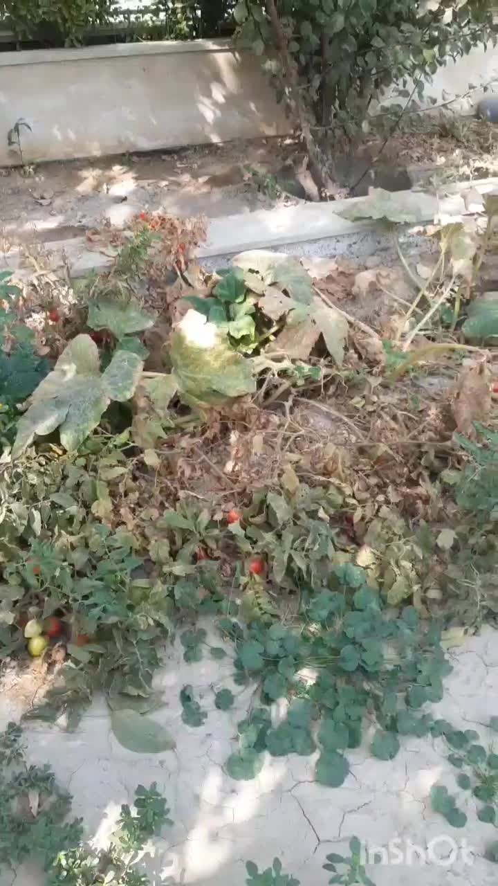خدمات حرفه‌ای فضای سبز ، ویزیت رایگان|خدمات باغبانی و درختکاری|کرج, فاز ۳ مهرشهر|دیوار
