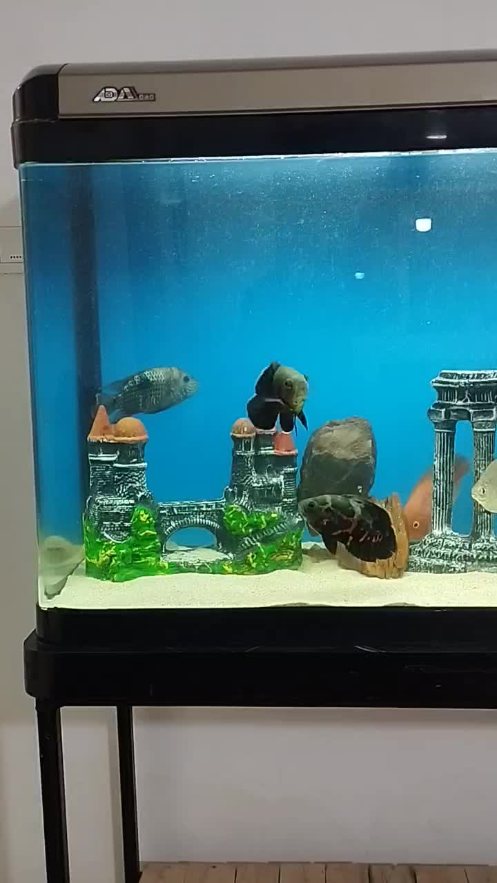 آکواریوم شرکتی شیشه خم با ماهی|ماهی|شیراز, شهرک گلستان شمالی|دیوار