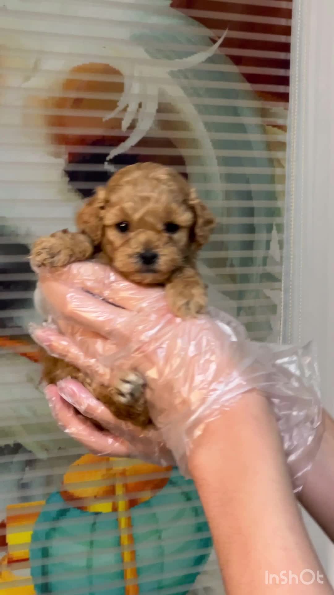 خانه فرفری ها . توله سگ توی پودل رد و نسکافه ای|سگ|تهران, وردآورد|دیوار