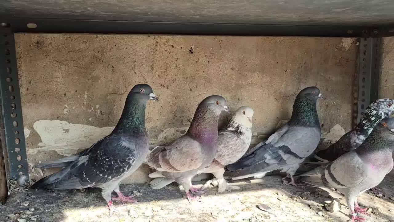 کفتر|پرنده|هشتگرد, مدرس|دیوار