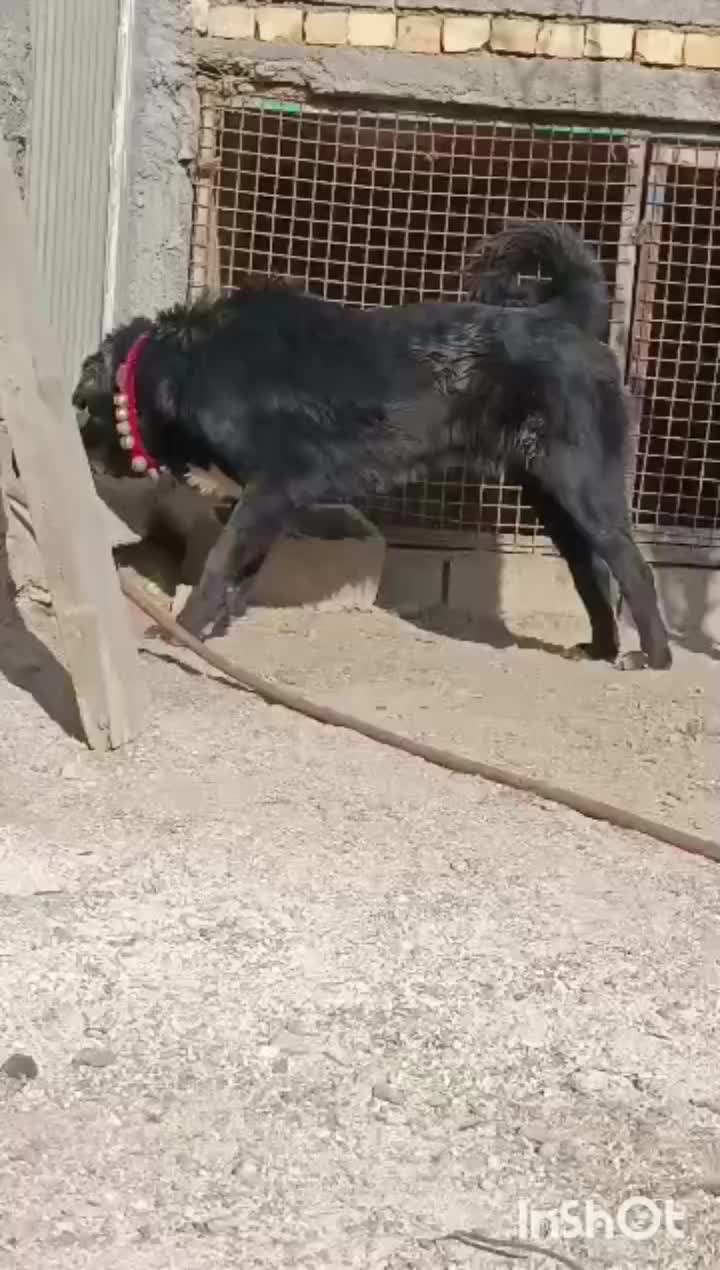 نریک ساله بسیاردرشت|سگ|دهق, |دیوار