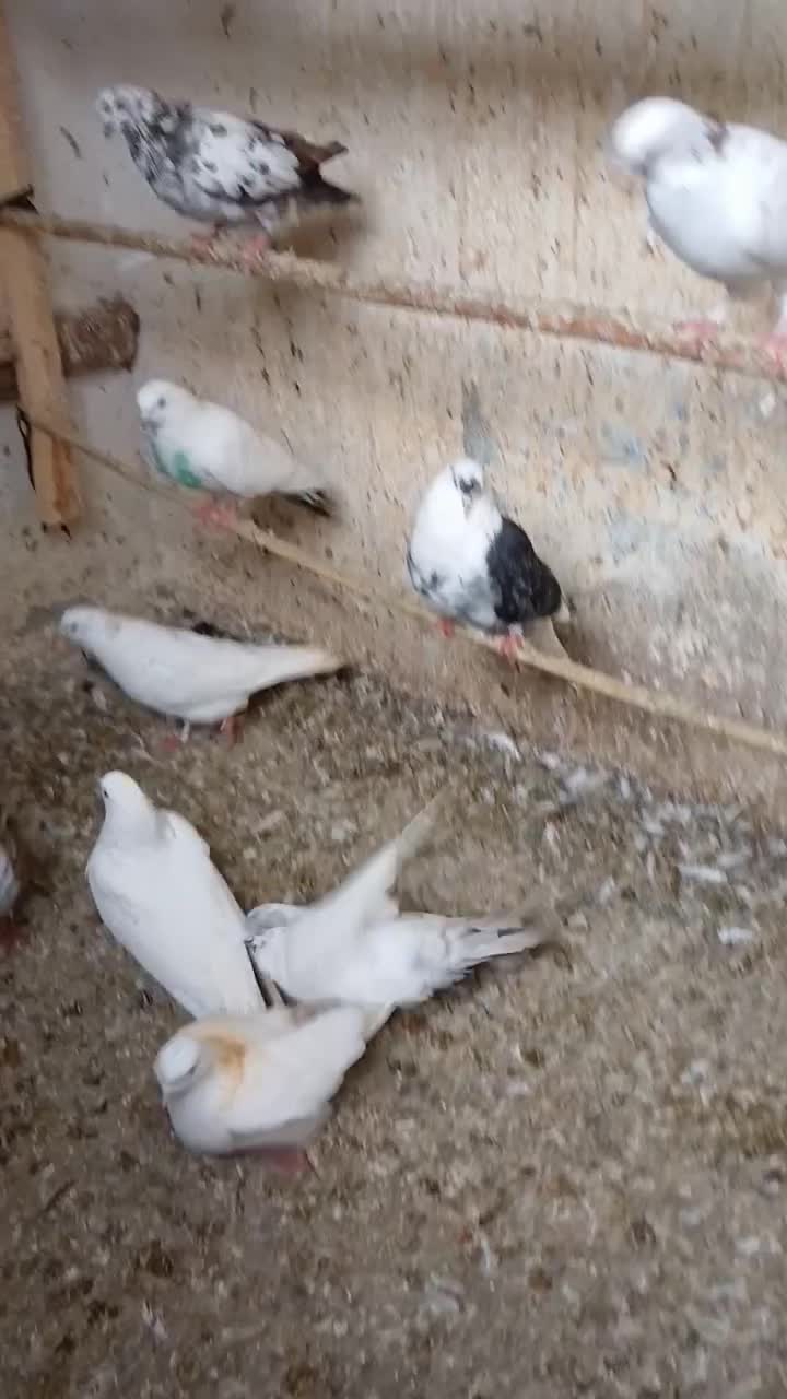 کبوتر|پرنده|رشت, تازه آباد|دیوار