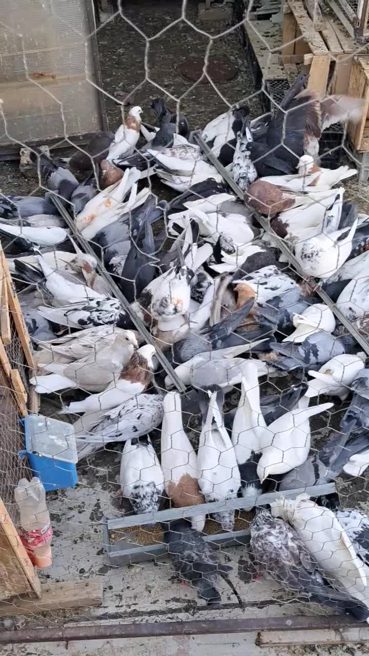 کبوتر یه جایی|پرنده|سریش آباد, |دیوار