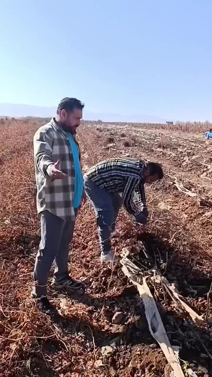 نهال انگور موندارپ اصالت دار امکان پرداخت در محل|خدمات باغبانی و درختکاری|کرمانشاه, |دیوار