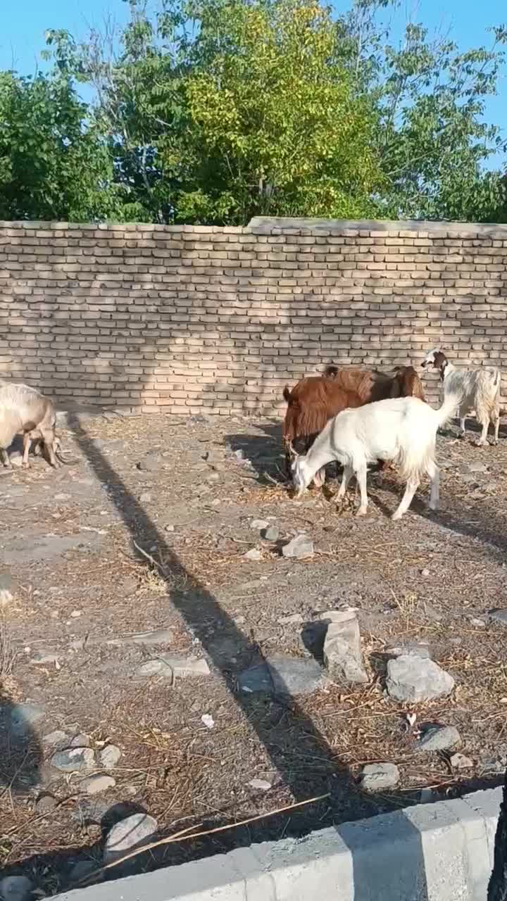 بز پاکستانی دورگ .پرشیر.جوان آبستن .4راس|حیوانات مزرعه|بافت, |دیوار