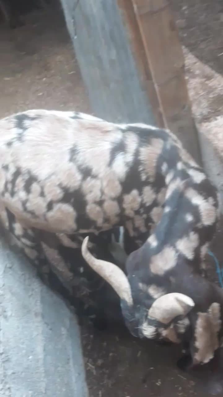 بوشهر عسلویه|حیوانات مزرعه|عسلویه, |دیوار