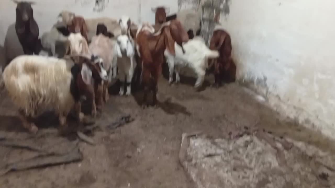 چنابیش|حیوانات مزرعه|خرمشهر, |دیوار