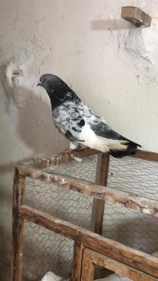 سرور سوسک کل دم دستر پر کاکل نر کل دم ماده سبز|پرنده|گرگان, |دیوار