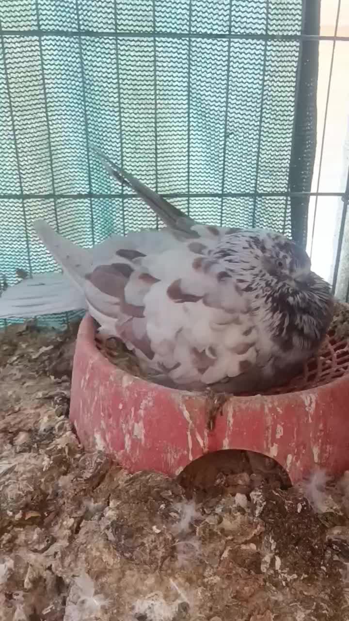 قلمکار سو قدیم و یک عدد سرور|پرنده|بندرعباس, |دیوار