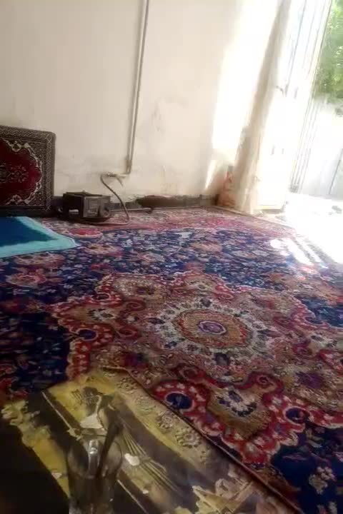 گمشده|حیوانات|کرمان, |دیوار