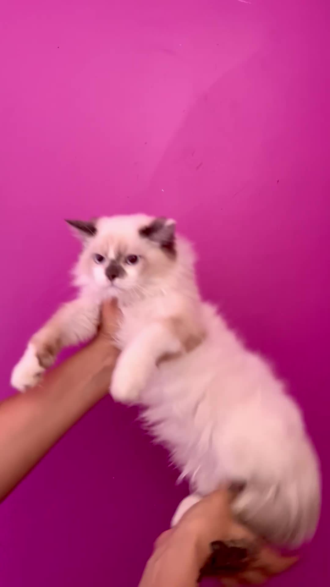 گربه رگدال|گربه|تهران, چیتگر شمالی|دیوار