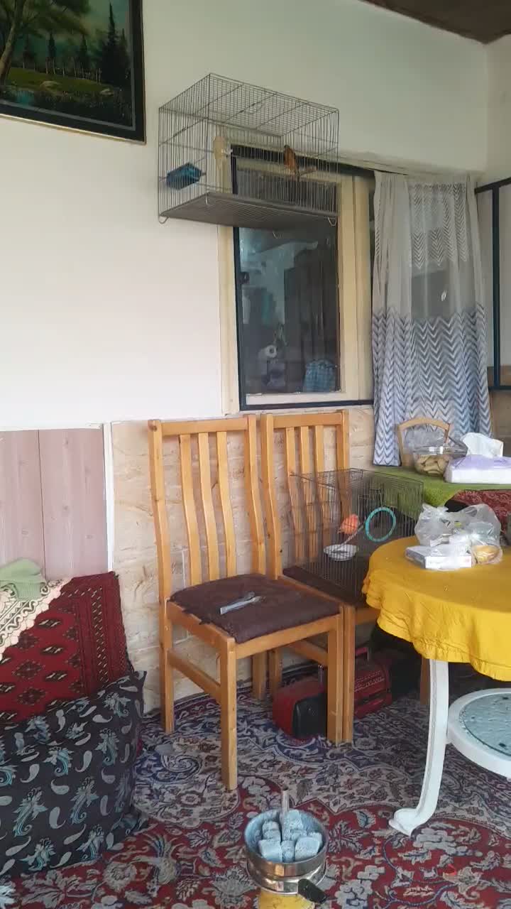 قناری.همه.. بخون|پرنده|آمل, |دیوار