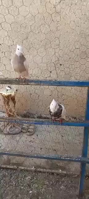 طوقی|پرنده|پاکدشت, پاکدشت (مامازند)|دیوار