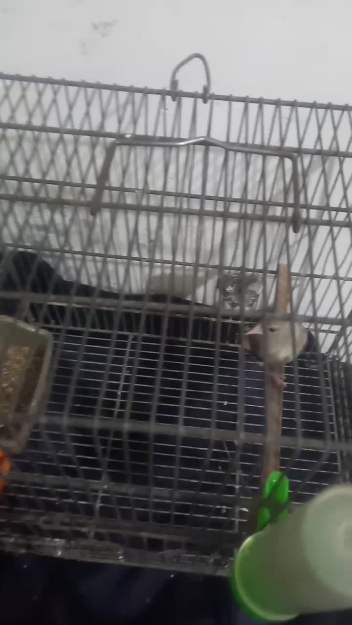 دوتا جوجه سهر نر|پرنده|قم, ولیعصر|دیوار