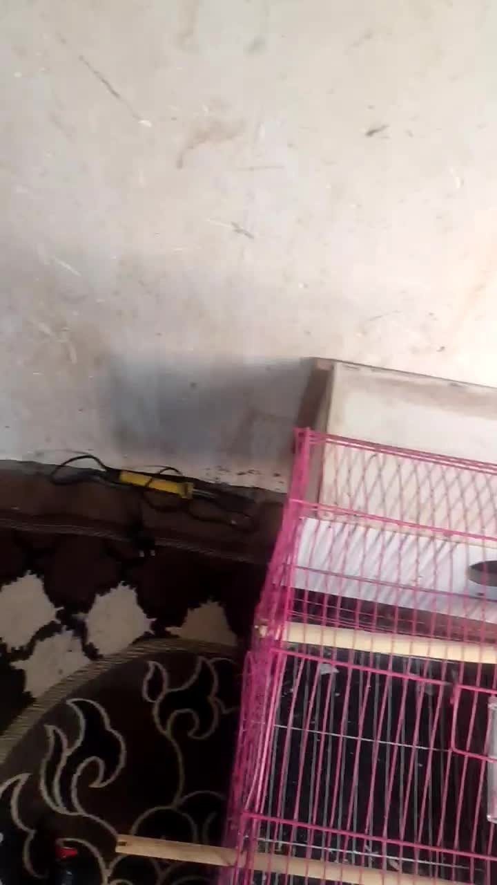 فروش هلندی|پرنده|میناب, |دیوار