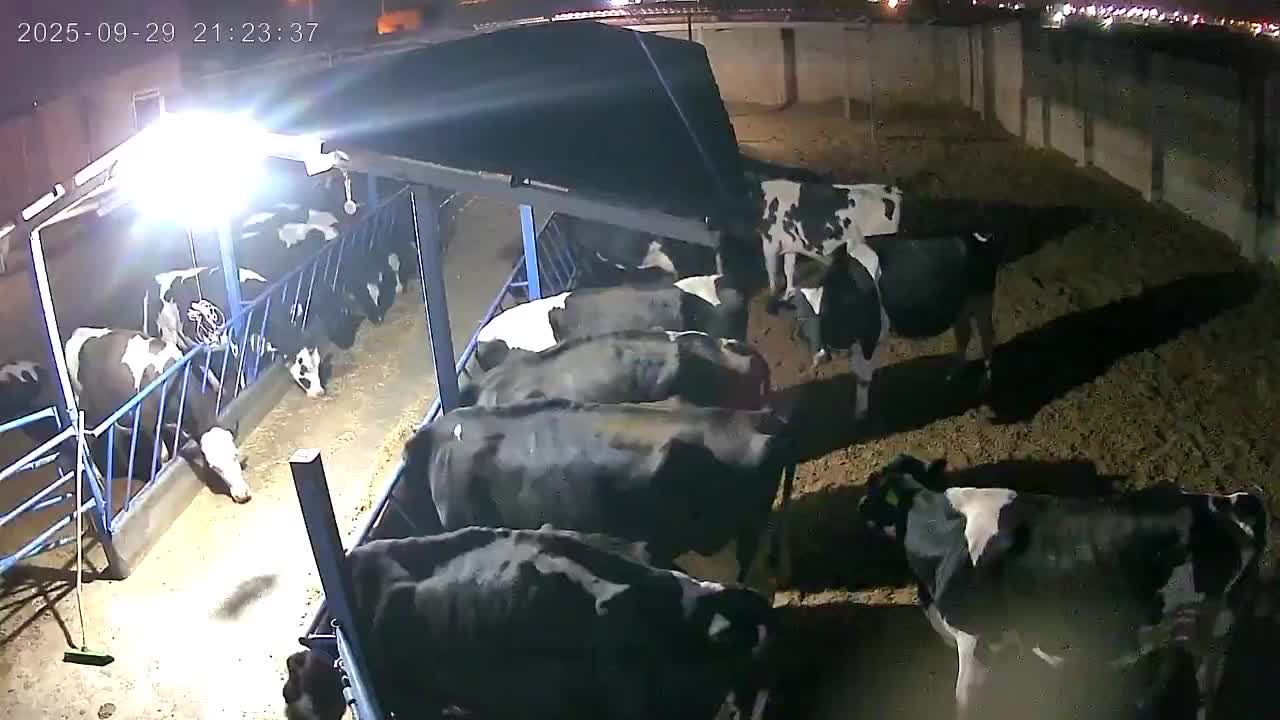 گاوگوساله تلیسه خریدوفروش درشهرضا|حیوانات مزرعه|اصفهان, امین‌آباد|دیوار