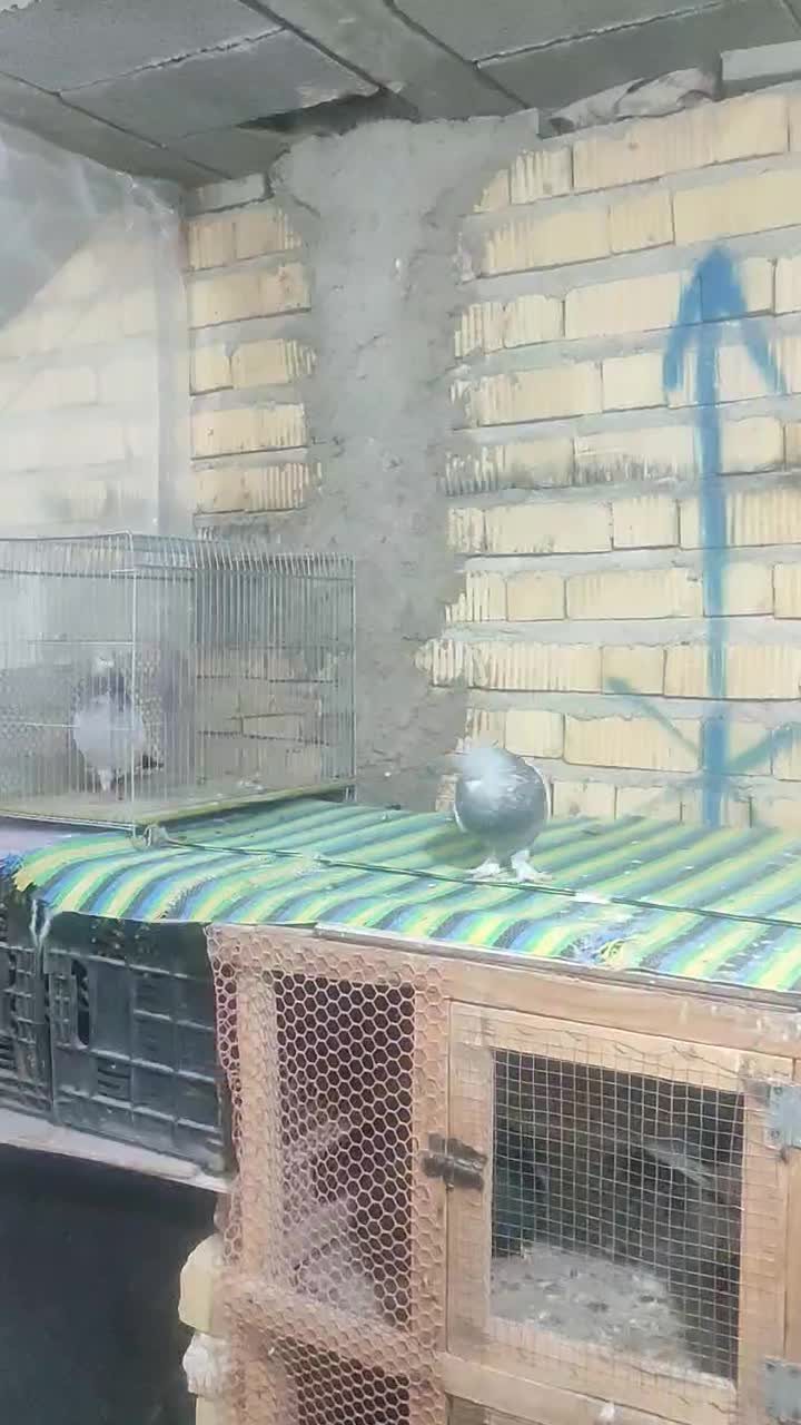 کفتر|پرنده|مرودشت, کوشک|دیوار