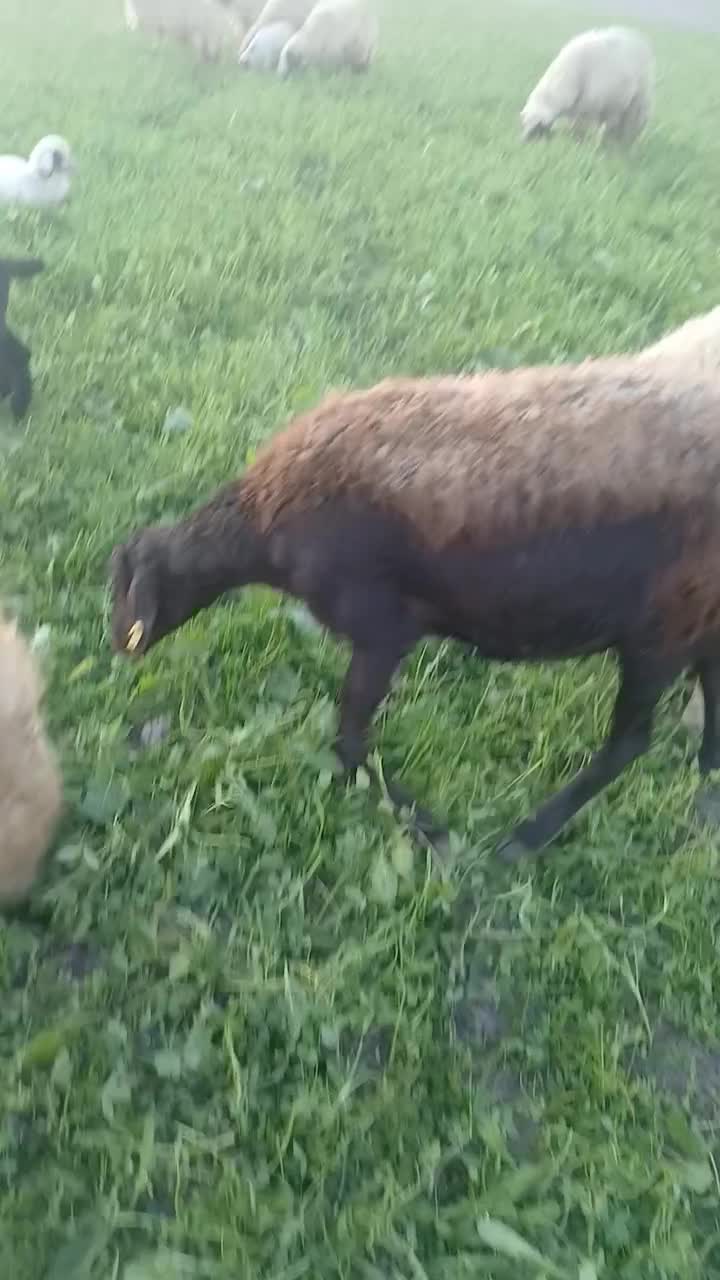 شیشک قره غزل|حیوانات مزرعه|سرپل ذهاب, |دیوار