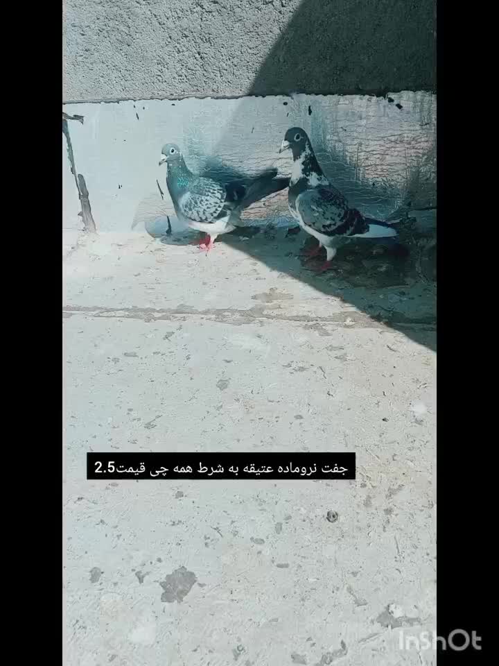 نروماده عتیقه|پرنده|تربت جام, کشتارگاه|دیوار