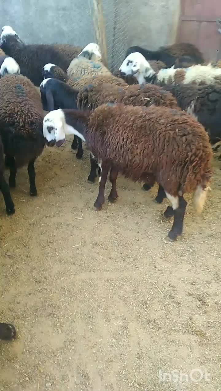 بره ماده|حیوانات مزرعه|فیروزآباد (لرستان), |دیوار