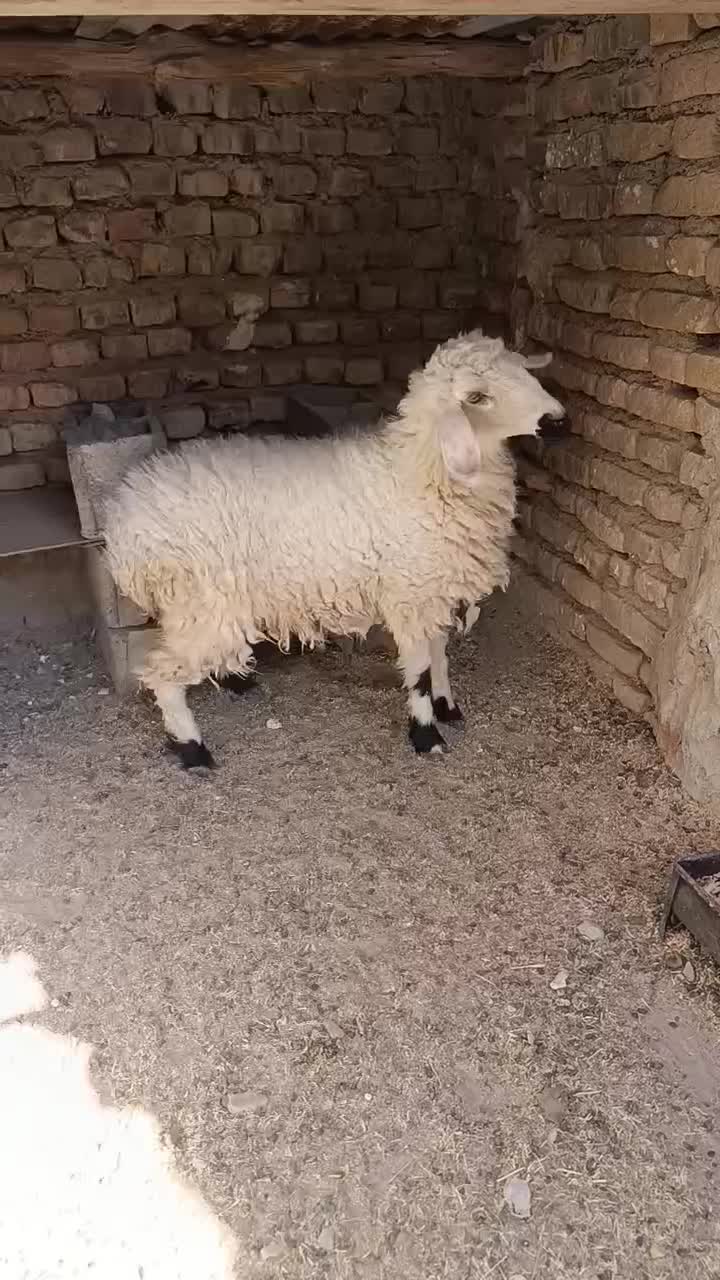 بره ماده|حیوانات مزرعه|زاهدان, |دیوار