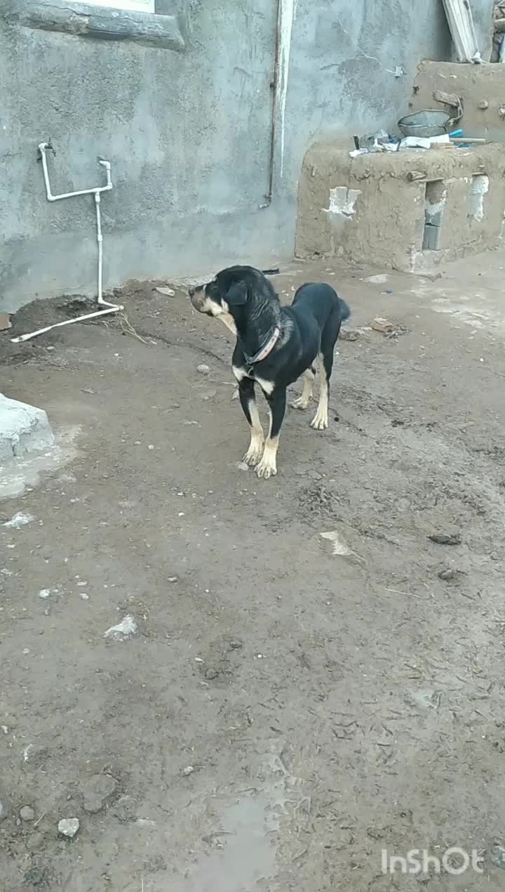 سگ پژدر|سگ|نیر (اردبیل), |دیوار