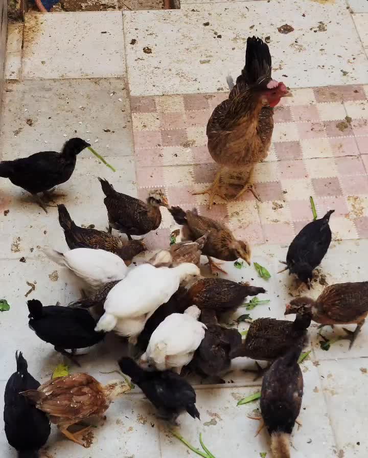 نیمچه مرغ و خروس عربی|حیوانات مزرعه|خرمشهر, |دیوار