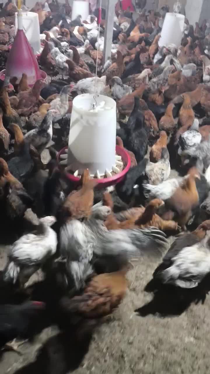 نیمچه مرغ و خروس|حیوانات مزرعه|اطاقور, |دیوار