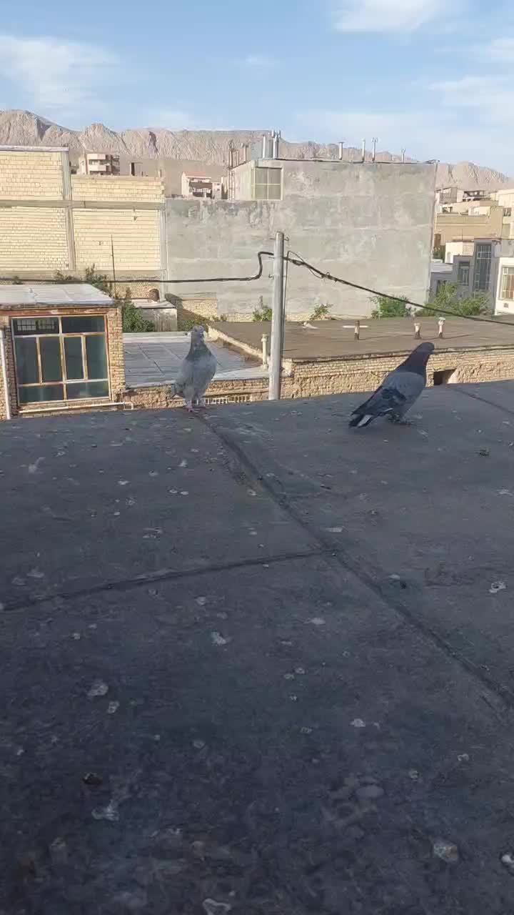 کبوتر|پرنده|سامان, |دیوار