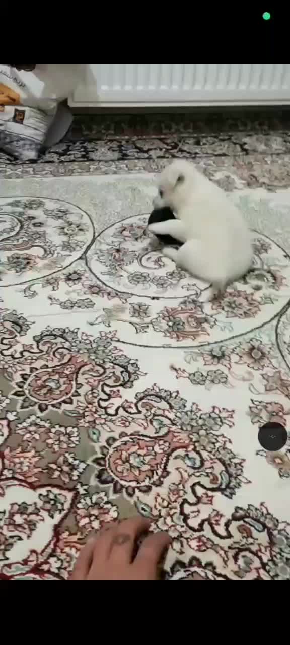 واگذاری|سگ|گلبهار, شهر جدید گلبهار|دیوار