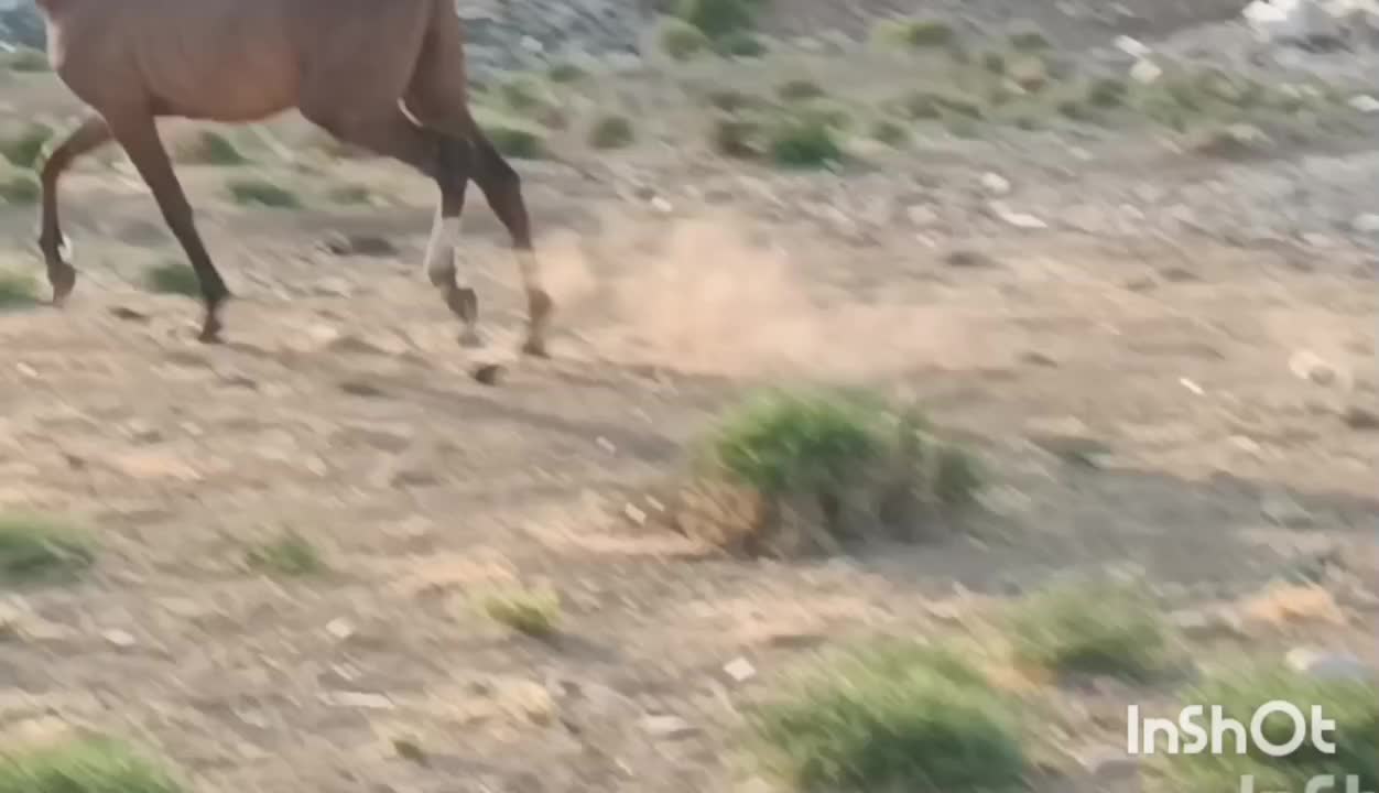 نریون کرد|اسب و تجهیزات اسبسواری|کرمانشاه, |دیوار