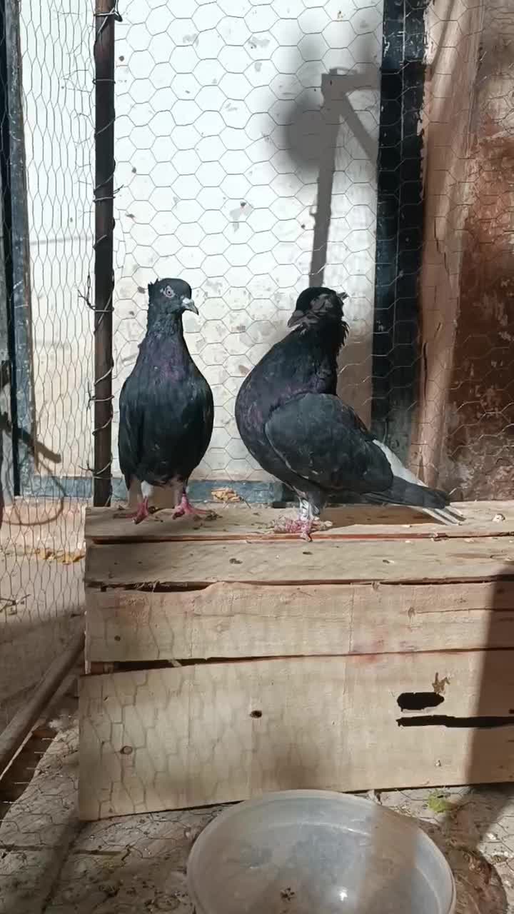 یک جفت دم سفید|پرنده|اسفراین, |دیوار