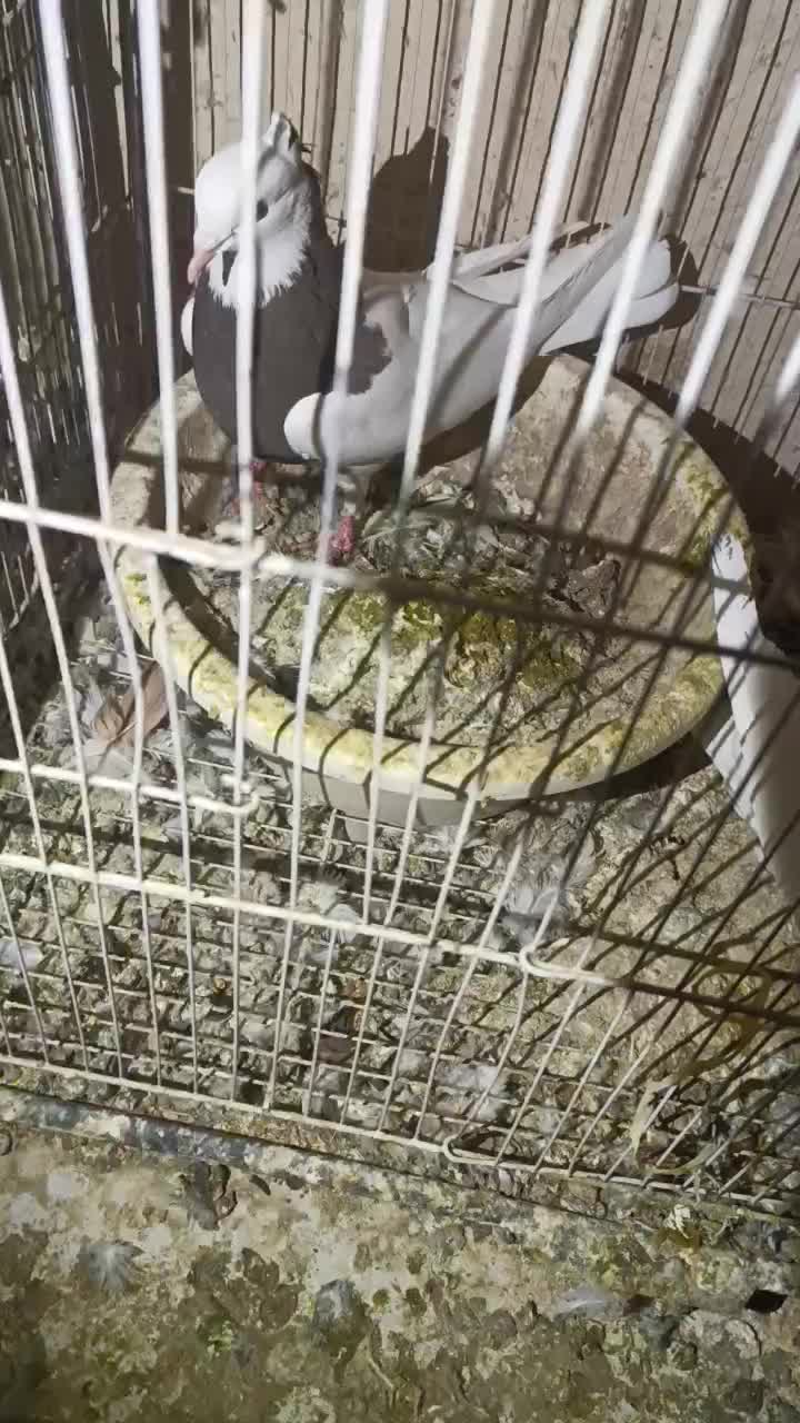 طوقی|پرنده|مشهد, میان ولایت|دیوار