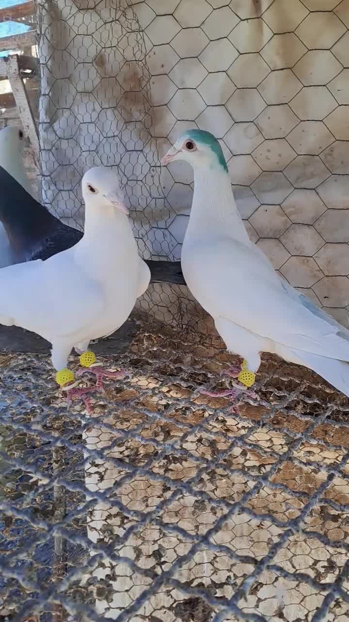 همه نر|پرنده|قزوین, |دیوار