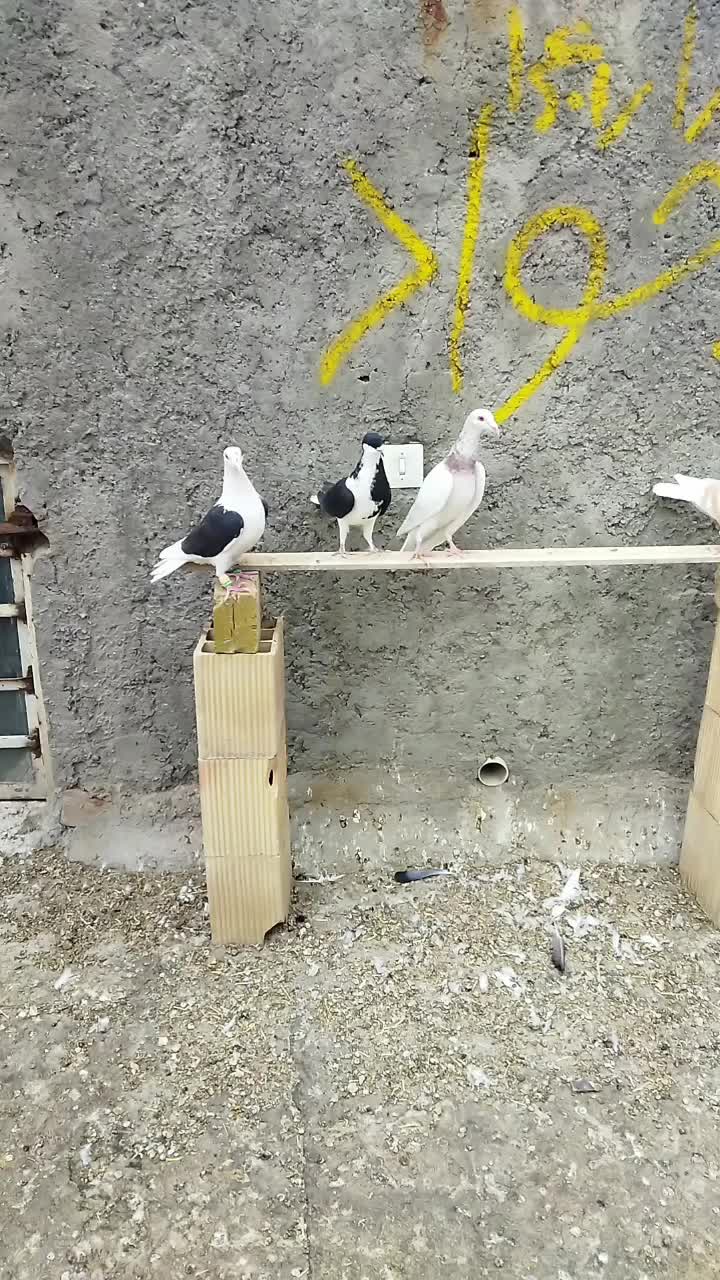 خوشرنگ سیاه موقلف پرنده|پرنده|قزوین, |دیوار