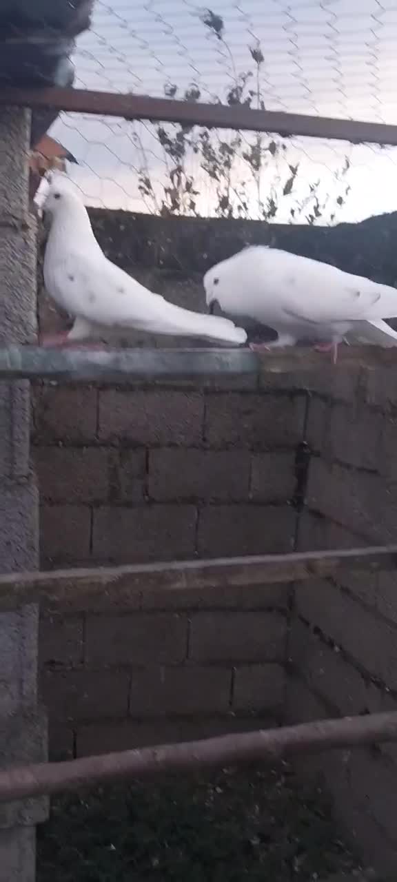 کبوتر|پرنده|فومن, |دیوار