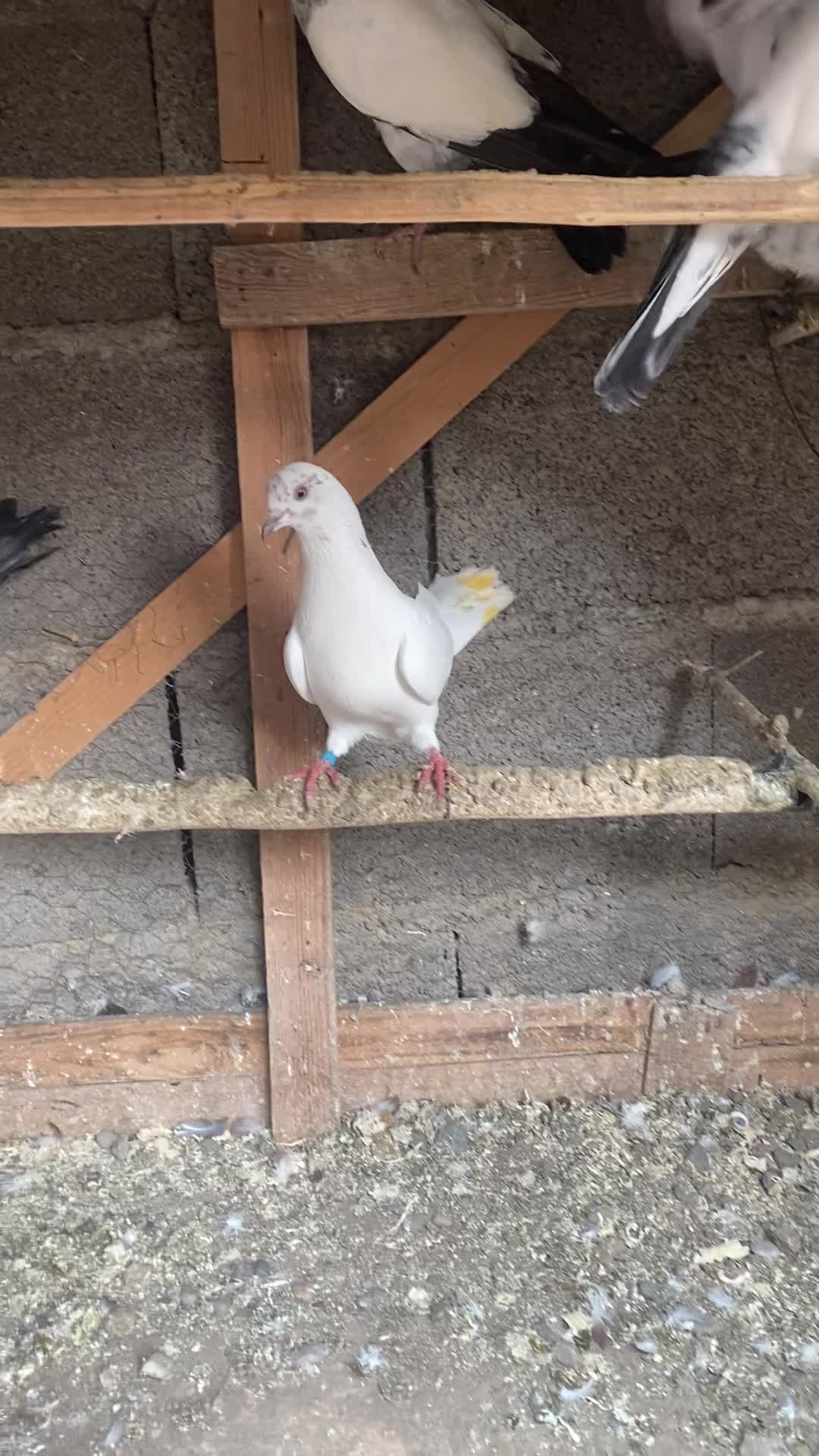 کبوتران پرشی|پرنده|رشت, توشیبا|دیوار