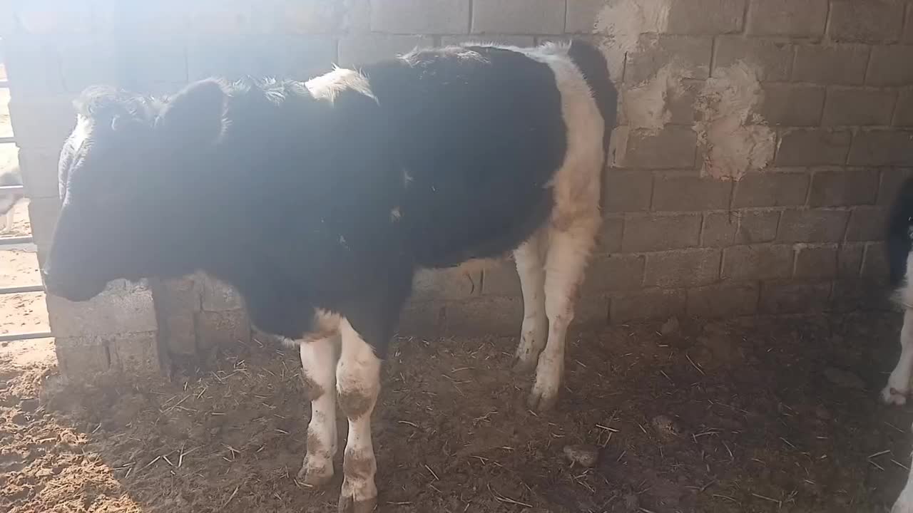 جوانه.گوساله.تلیسه|حیوانات مزرعه|تربت جام, میان جام|دیوار