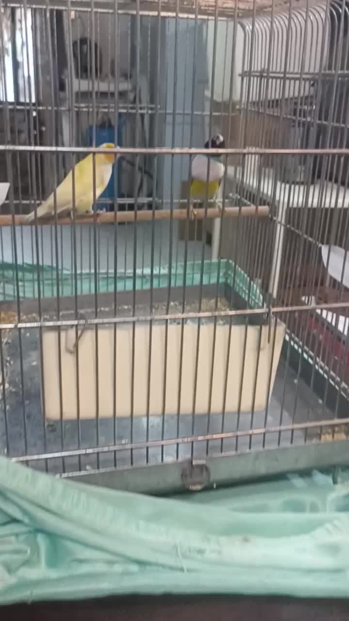 ((فنچ گلدین ))|پرنده|تهران, بازار|دیوار