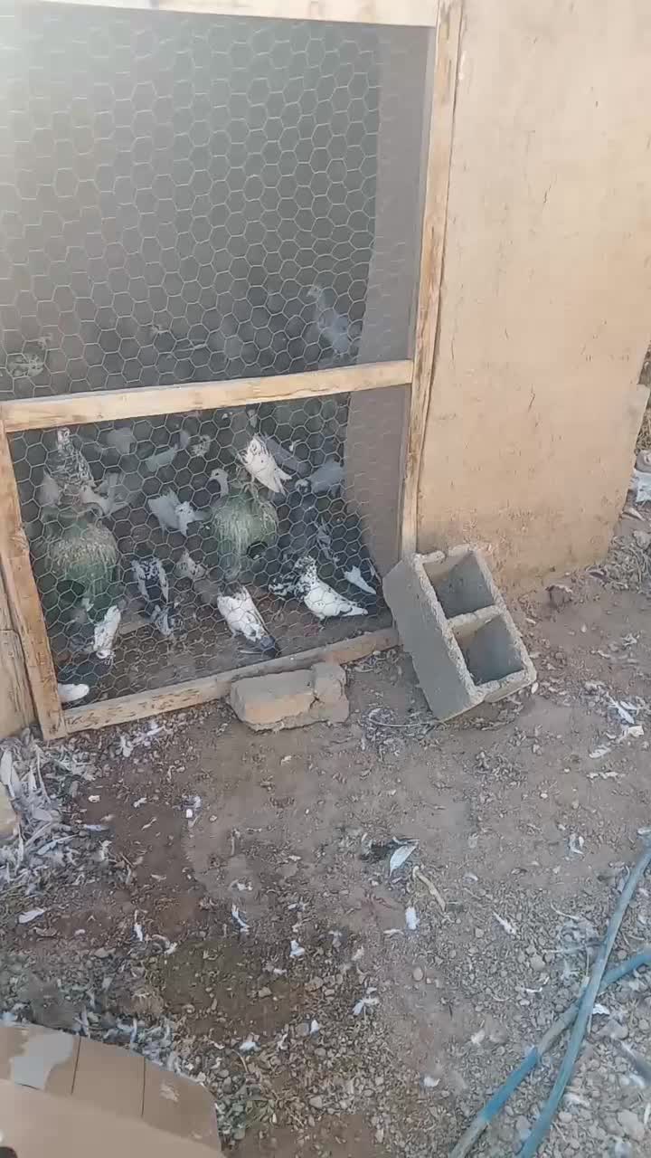 یک بوم کبوتر|پرنده|شهرضا, |دیوار